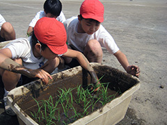 5年生田植え